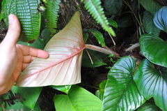 Philodendron squamicaule