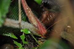 Philodendron squamicaule