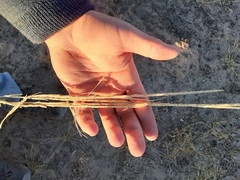 Sporobolus contractus