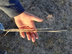 Sporobolus contractus