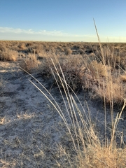 Sporobolus contractus