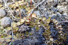 Epilobium komarovianum