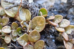 Epilobium komarovianum