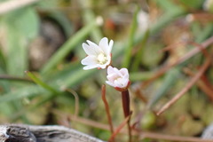 Epilobium komarovianum