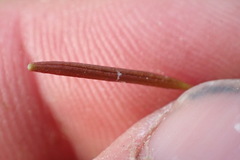 Epilobium komarovianum