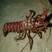 California Spiny Lobster - Photo (c) patnitsa, some rights reserved (CC BY-NC), uploaded by patnitsa