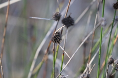 Mesomelaena pseudostygia