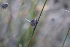 Mesomelaena pseudostygia