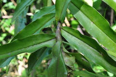 Costus bracteatus