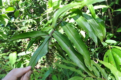 Costus bracteatus