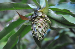 Costus bracteatus
