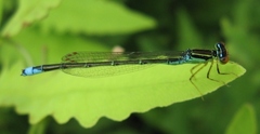 Enallagma antennatum