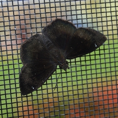 Bolla clytius