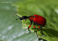 Apoderus coryli