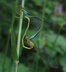 Enallagma antennatum