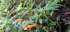 Columnea rubricaulis