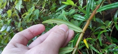 Columnea rubricaulis