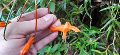 Columnea rubricaulis