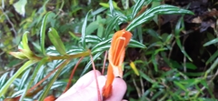 Columnea rubricaulis