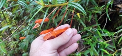 Columnea rubricaulis