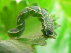 Chlorerythra rubriplaga