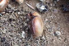 Prodontria modesta