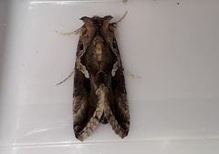 Chrysodeixis