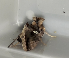 Chrysodeixis