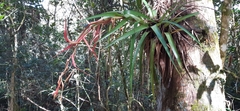 Tillandsia standleyi