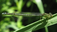 Enallagma antennatum