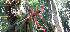 Tillandsia standleyi