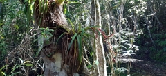 Tillandsia standleyi