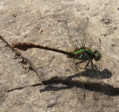 Ophiogomphus rupinsulensis
