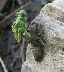 Ophiogomphus rupinsulensis