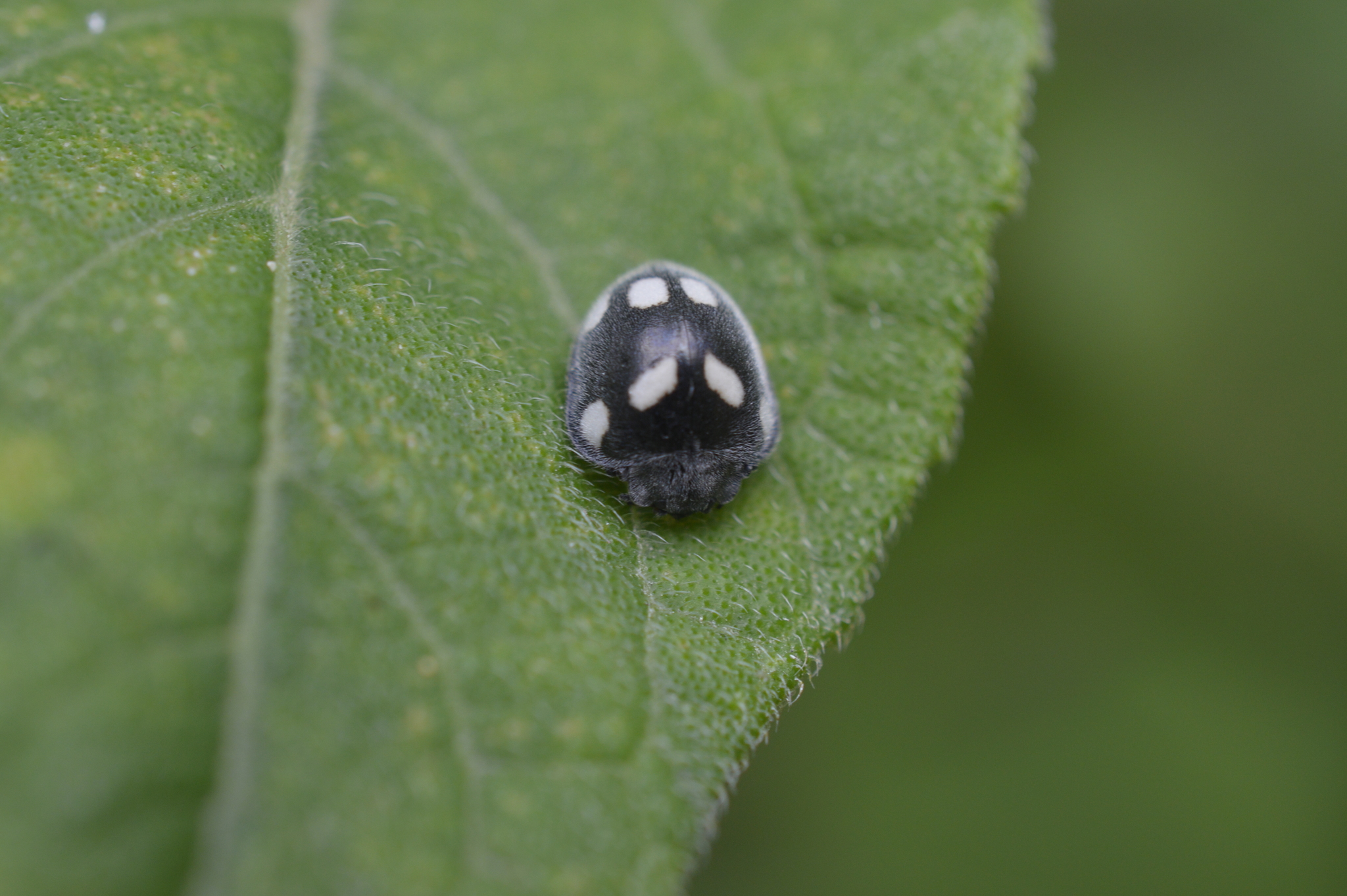 Epilachna image
