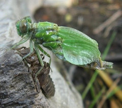 Ophiogomphus rupinsulensis