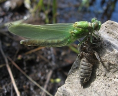 Ophiogomphus rupinsulensis