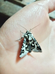 Dargida albomarginata