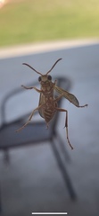 Polistes apachus