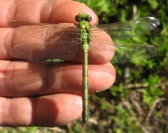 Ophiogomphus rupinsulensis
