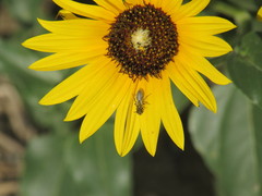Perdita albipennis