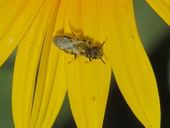Perdita albipennis