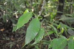 Tabernaemontana undulata