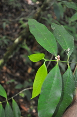 Tabernaemontana undulata