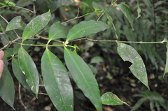 Tabernaemontana undulata