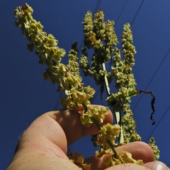 Rumex verticillatus
