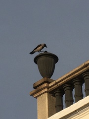 Corvus cornix