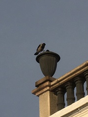 Corvus cornix