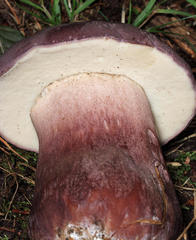 Tylopilus badiceps