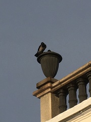Corvus cornix